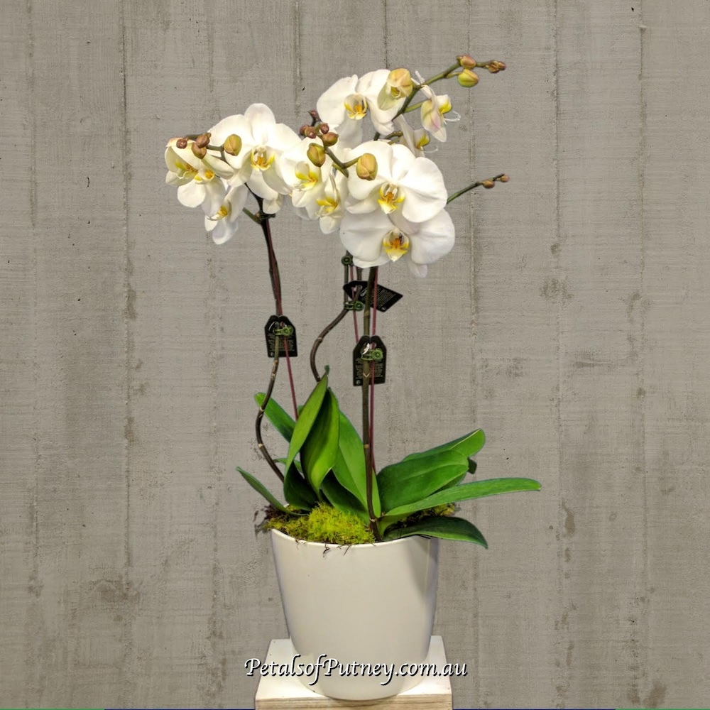 Snow White